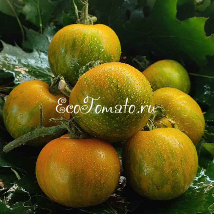 Cebra verde de Jarl (Зеленая Зебра Ярла)