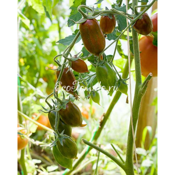 Emalia (Эмалия), Франция