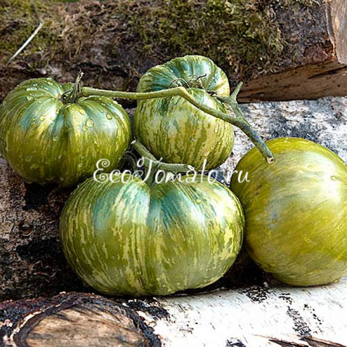 Johanna (Джоханна), Бельгия