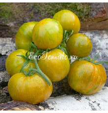 Lucinda (Люсинда), США