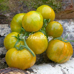 Lucinda (Люсинда), США