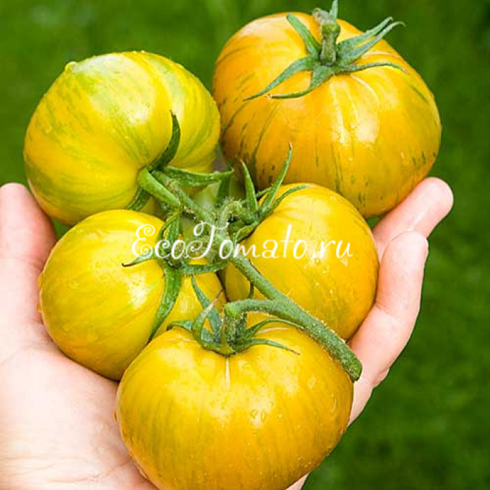 Lucinda (Люсинда), США