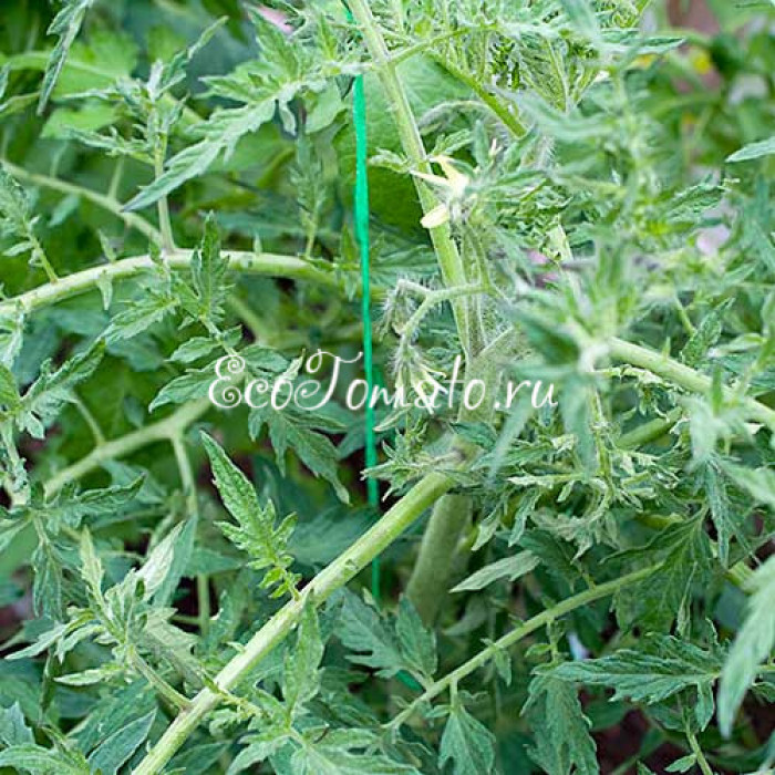 Lucinda (Люсинда), США