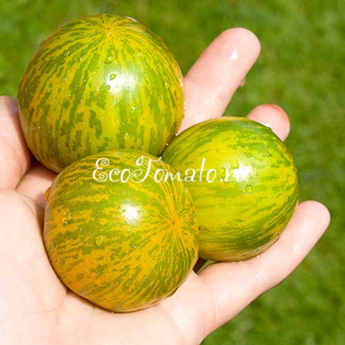 Lucinda (Люсинда), США