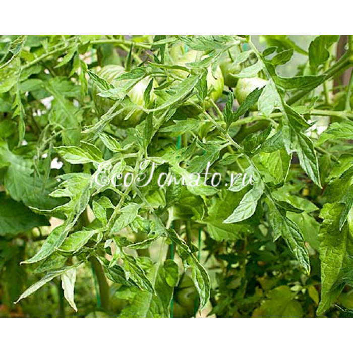 Lucinda (Люсинда), США