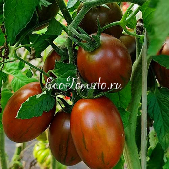 Marchenmonster (Марчен Монстр, Волшебный Монстр)