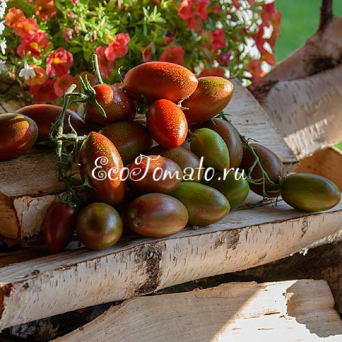 Marchenmonster (Марчен Монстр, Волшебный Монстр)