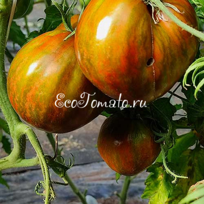 Marsha's Starfighter Heart (Сердце Марши), США