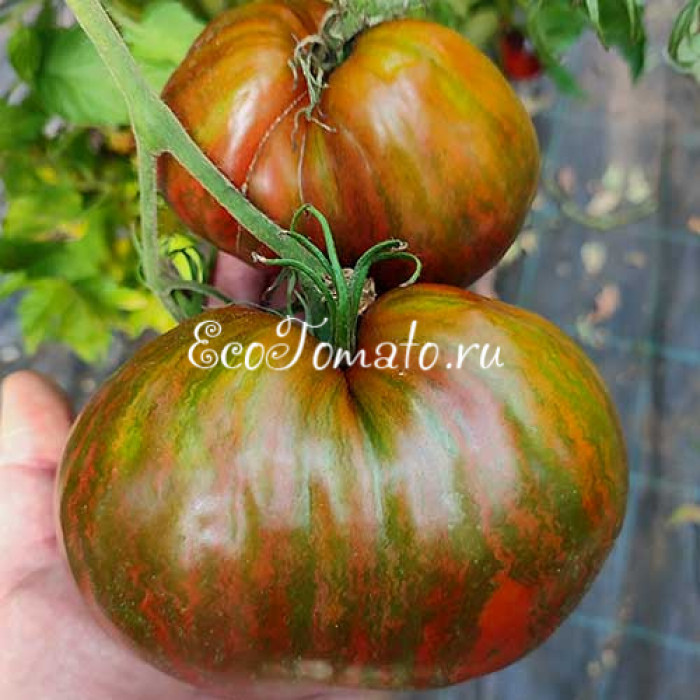 Marsha's Starfighter Heart (Сердце Марши), США