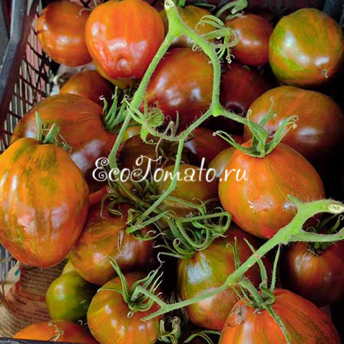 Marsha's Starfighter Heart (Сердце Марши), США