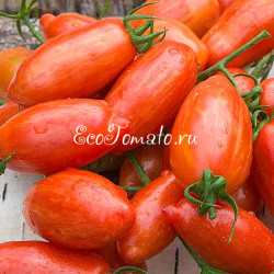 Matt's Hornet (Шершень Мэтта), США