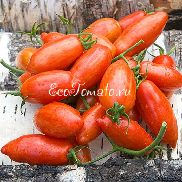 Matt's Hornet (Шершень Мэтта), США