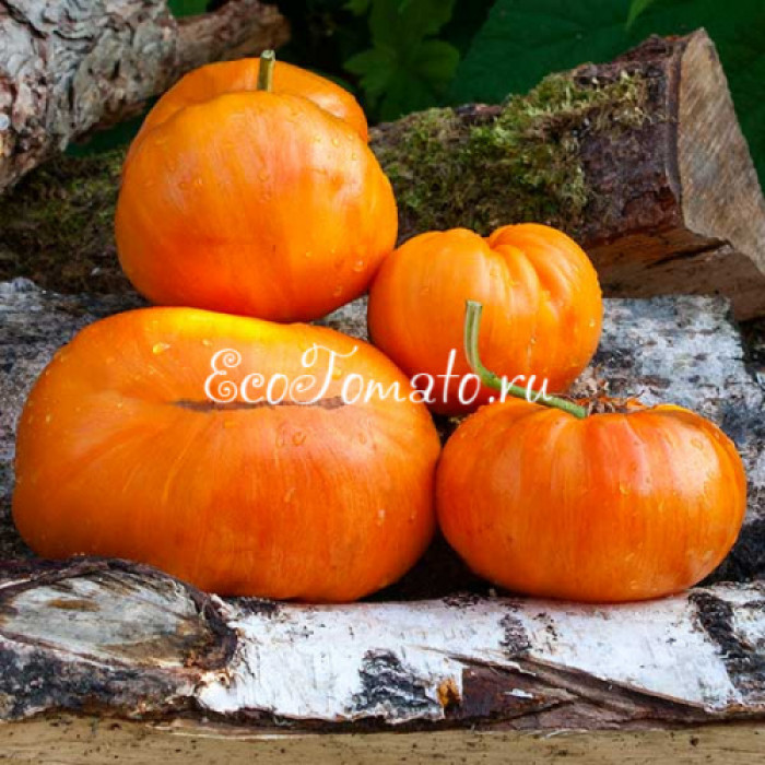 Orange Jazz (Оранжевый Джаз)