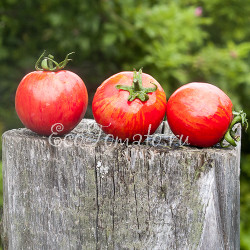 Райская Акварель