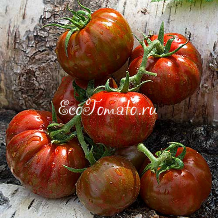 Spike (Спайк), США