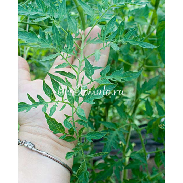 Spike (Спайк), США