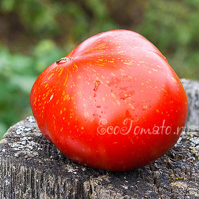 Strawberry Leopard (Клубника леопард)