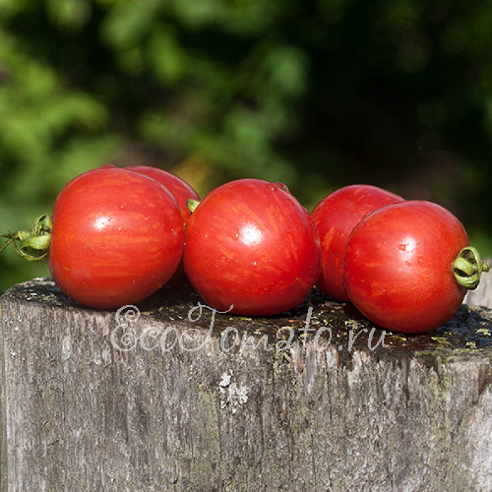 Strawberry Tiger (Клубничный тигр), США