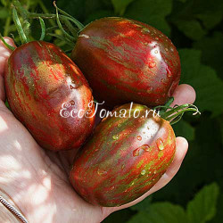 Sweet Tooth (Сладкоежка), США