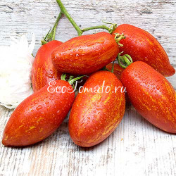 Trenton’s Tiger (Тигр Трентона), США