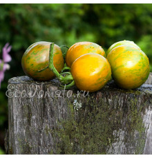 Val's Green Striped (Вела зеленый полосатый), Канада