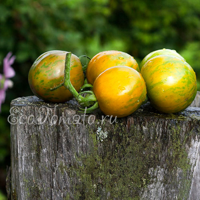 Val's Green Striped (Вела зеленый полосатый), Канада