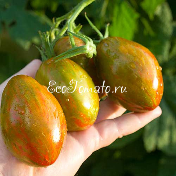 Victoria Smile (Улыбка Виктории), США