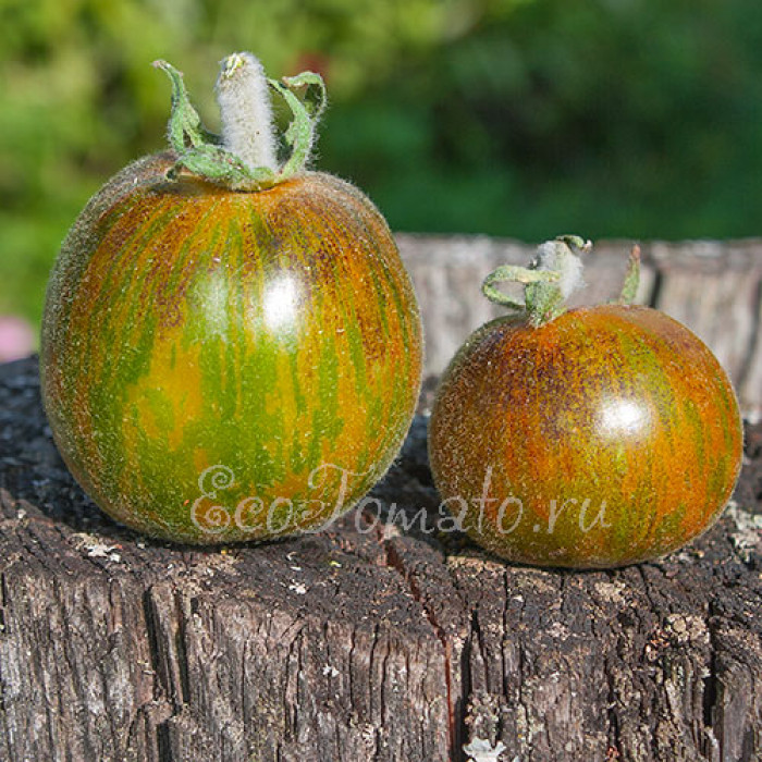 Woolly Green Zebra (Пушистая зеленая зебра), США