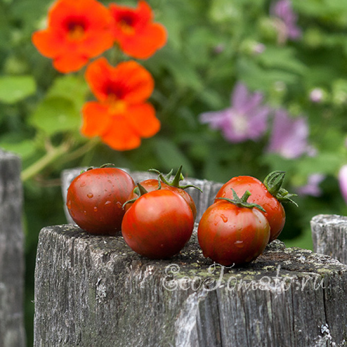 Zebra Black Cherry (Черная зебра черри)