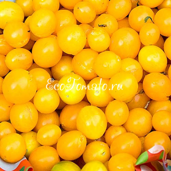 Zlata kusta (Злой куст)