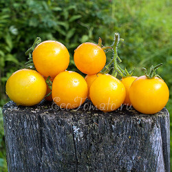 Goldene Konigin (Золотой король), Германия