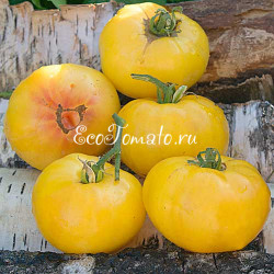 Lillian's Yellow Heirloom (Желтая семейная реликвия Лилиан)