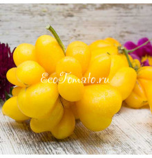 Phil's One (Фила Первый), Франция