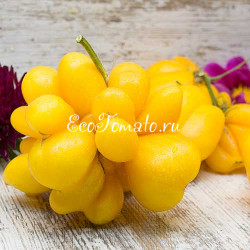 Phil's One (Фила Первый), Франция