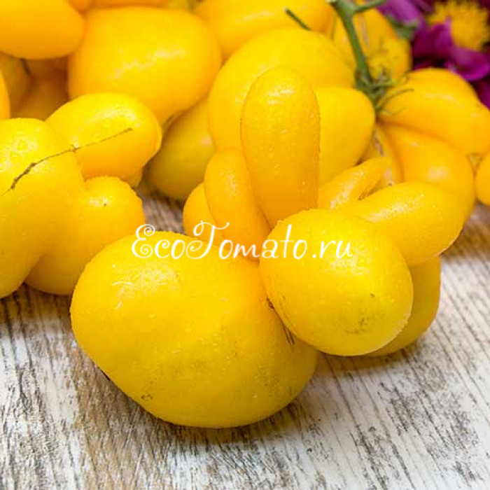 Phil's One (Фила Первый), Франция