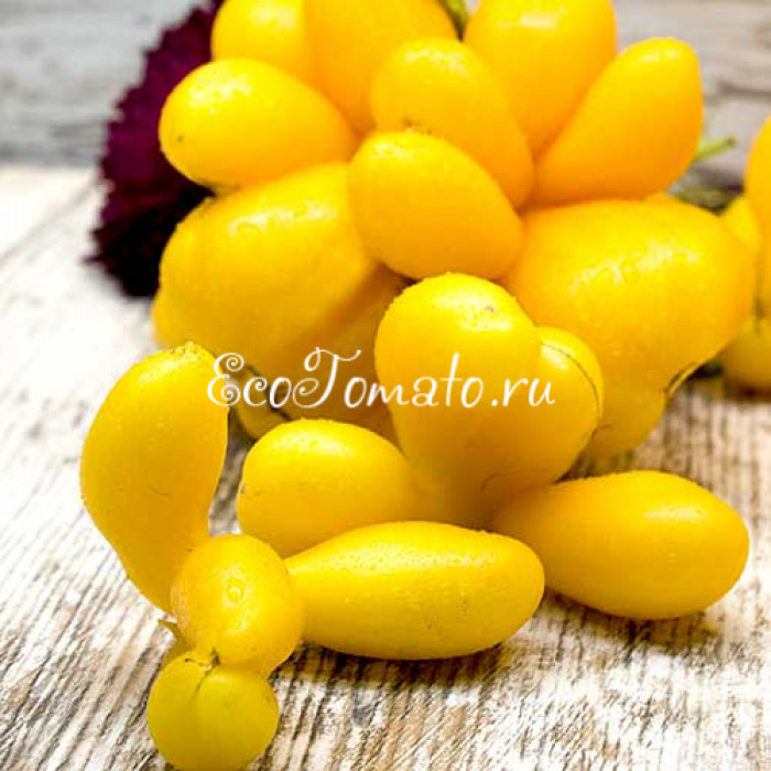 Phil's One (Фила Первый), Франция