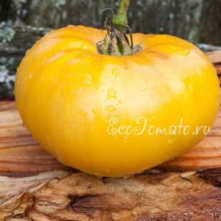Сорт томата Barnes Mountain Yellow (Гора Барнес, желтый), США